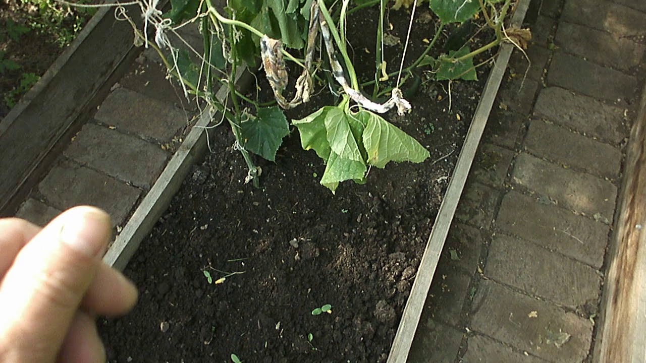 Подкормка огурцов в теплице в августе и сентябре