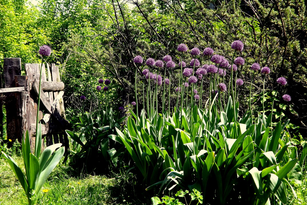 Описание, применение, полезные свойства суворовского лука-чеснока