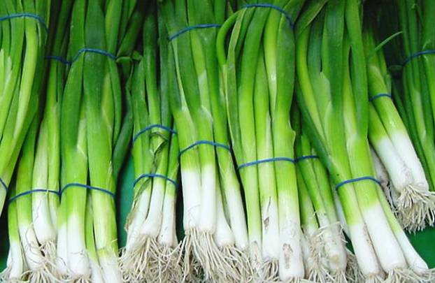 Тепличный способ выращивания зеленого лука, методы для зимы