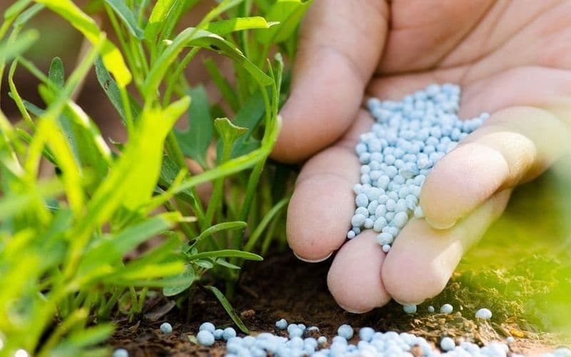 Подкормка чеснока при посадке в зиму — какие удобрения использовать