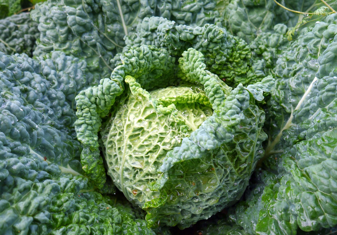 Свойства и многообразие видов цветной капусты