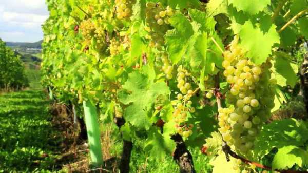Правила разведения винограда Гарольд раннего созревания