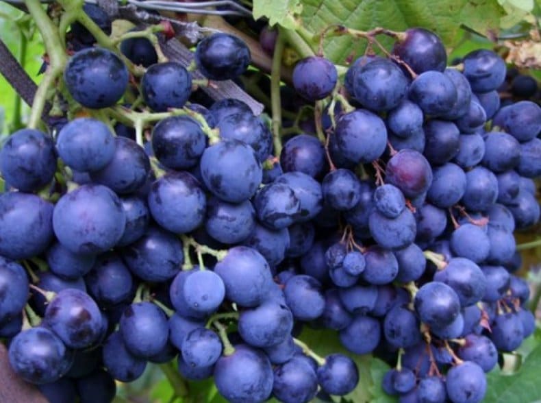 Методология выращивания виноградной лозы сорта Зилга