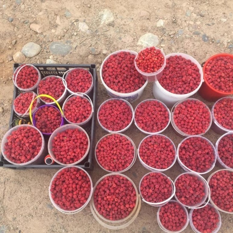 Ремонтантная разновидность раннеспелой малины сорта Гусар