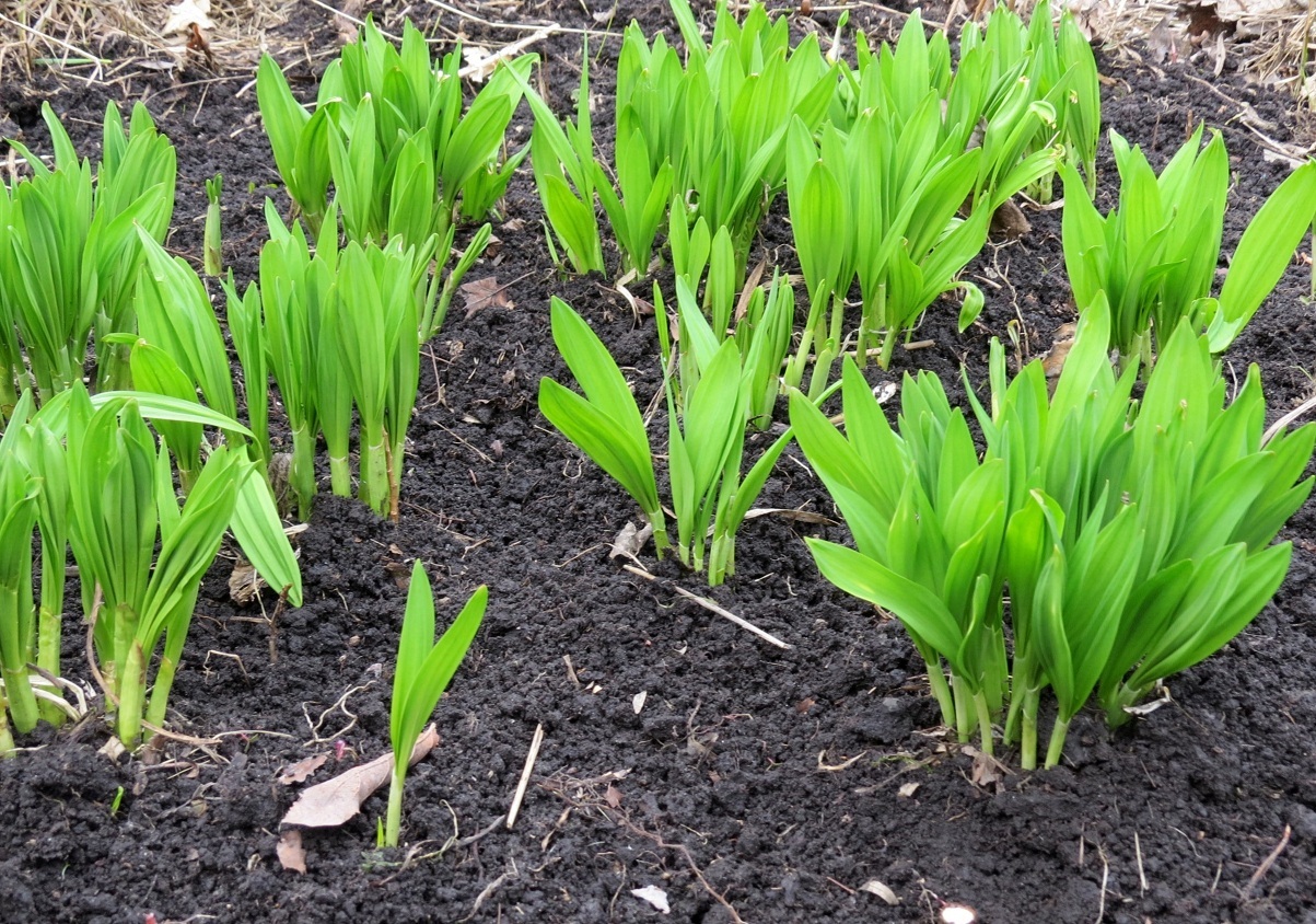 Как вырастить черемшу осенью под зиму из семян