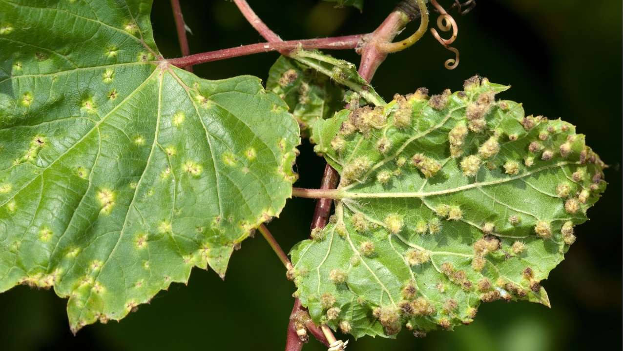 Почему на листьях виноградной лозы появляются пятна — чем обрабатывать?