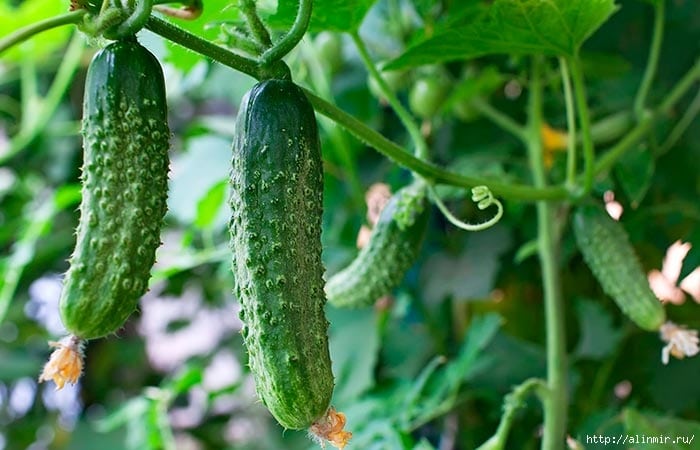 Выращивание огурцов на подоконнике зимой