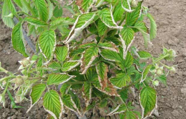 Курчавость малины