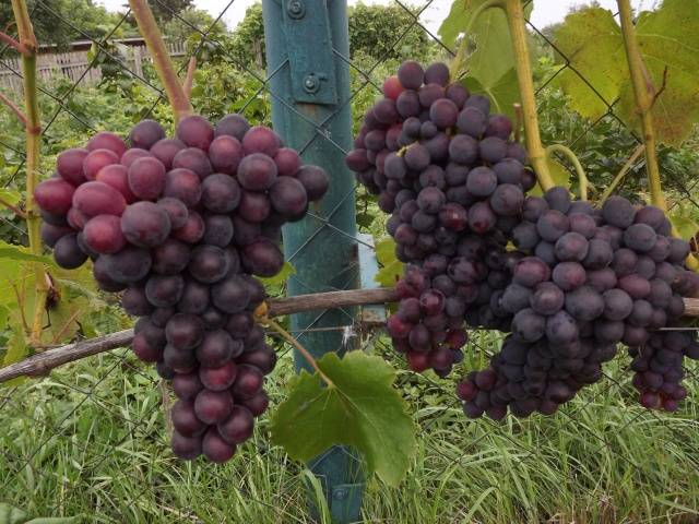 Выращивание винограда Сенатор (Павловского) — характеристики лозы