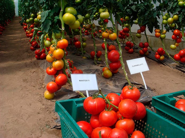 Особенности выращивания и посадки томата Махитос