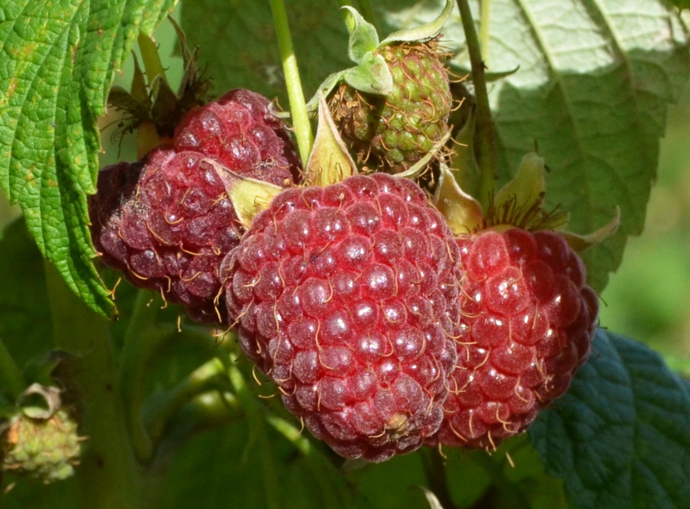 Краткая история и описание сорта малины Метеор