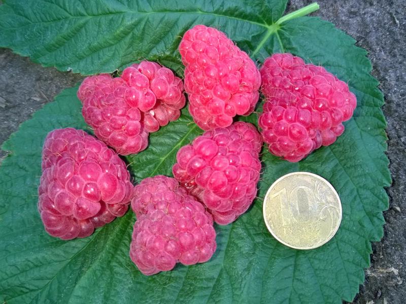 Отличительные черты ремонтантной малины Таганка