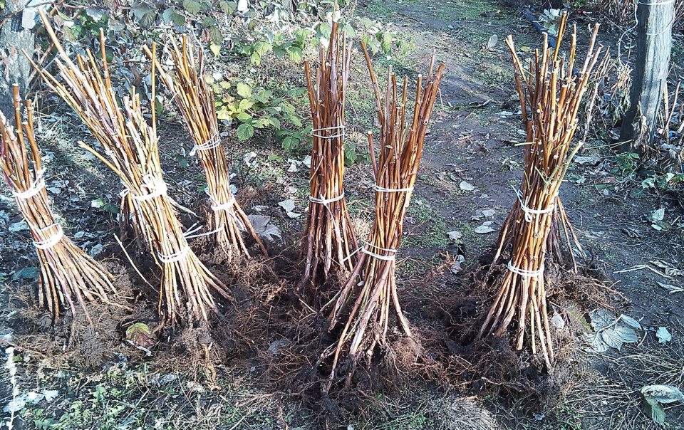 Ремонтантная разновидность раннеспелой малины сорта Гусар