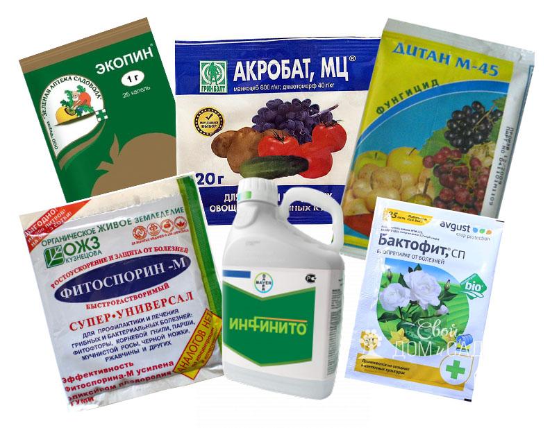 Томаты, устойчивые к фитофторозу, для теплицы