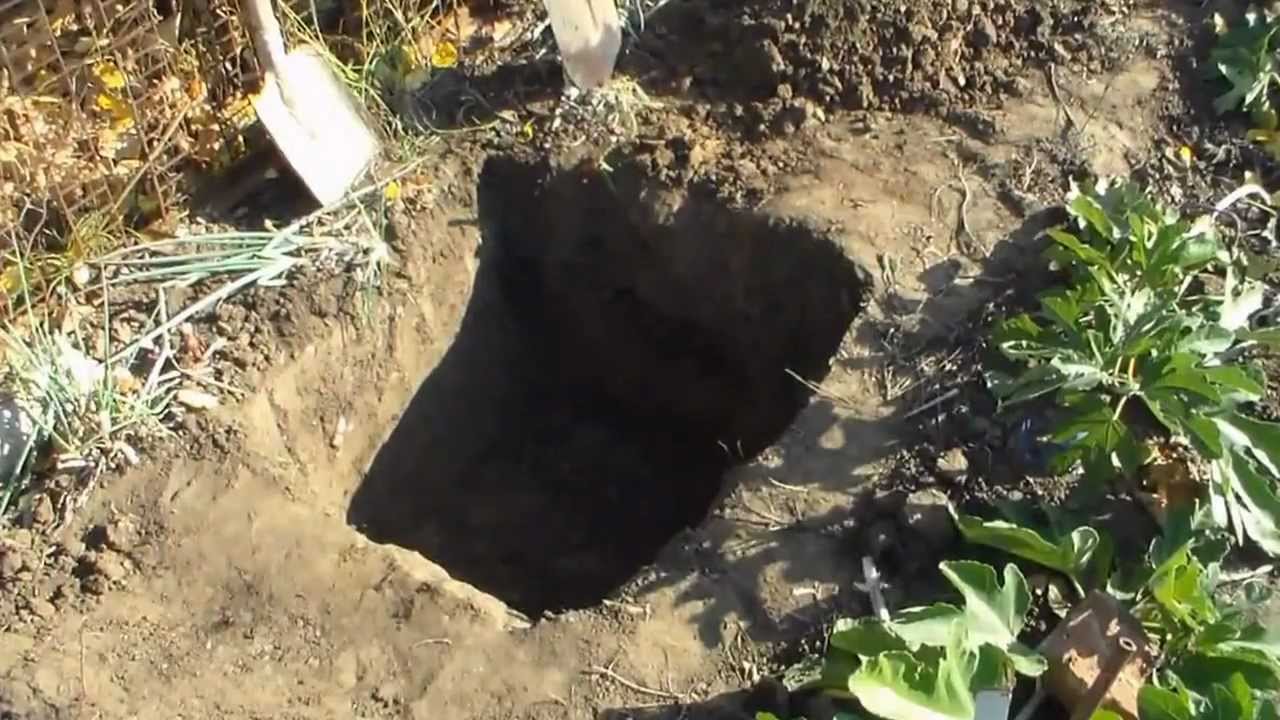 Как посадить виноград в грунт — когда лучше, осенью или весной