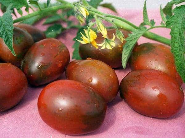 Описание индетерминантного томата Де Барао