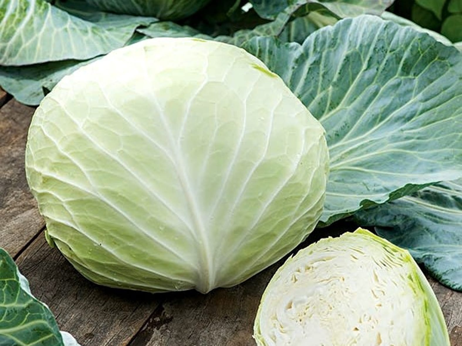 Особенности белокочанной капусты сорта белорусская