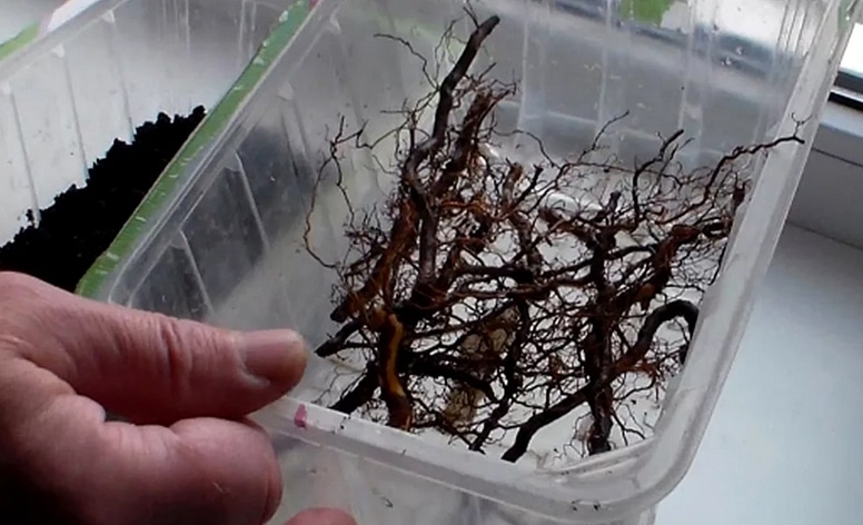 Способы как размножить ремонтантную малину