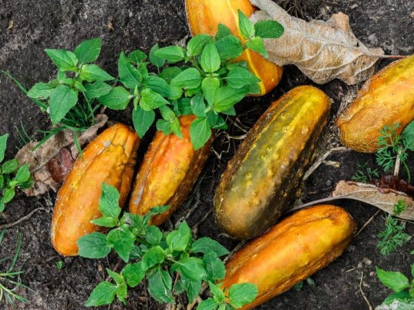 Простые рецепты из переросщих огурцов на зиму