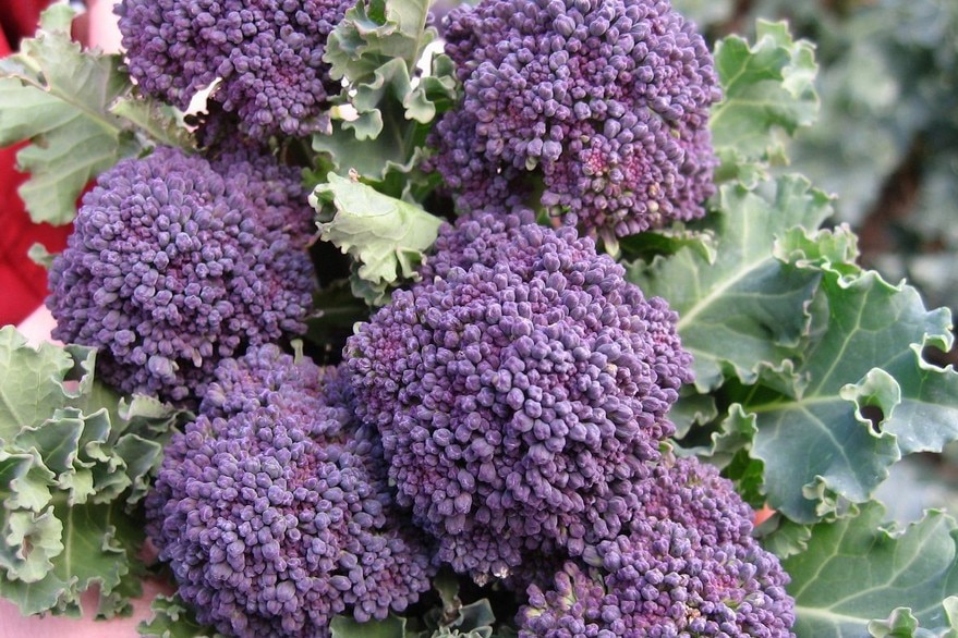 Выращивание и уход за брокколи в открытом грунте