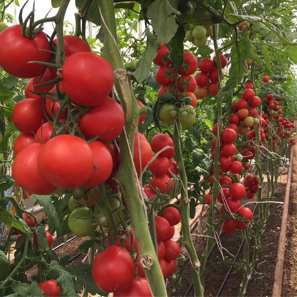Лучшие урожайные сорта томатов сибирской селекции