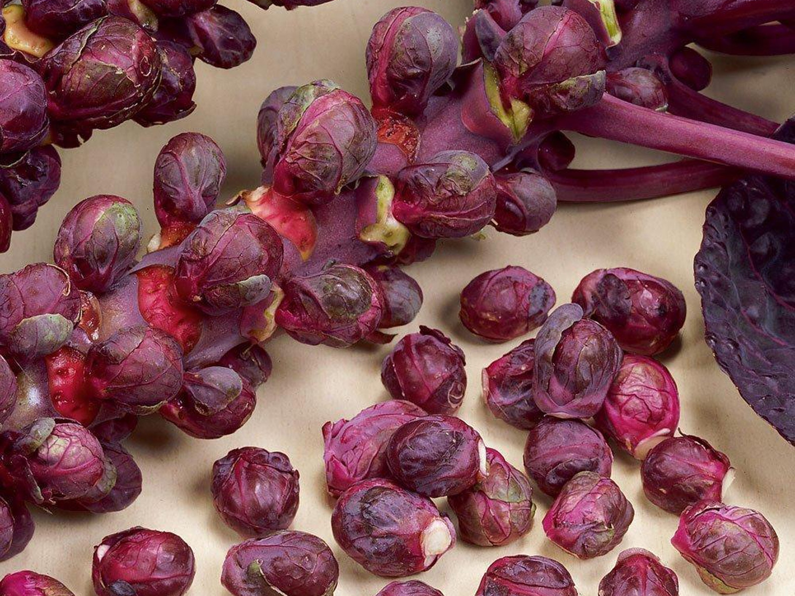 Как выращивать и ухаживать за брюссельской капустой