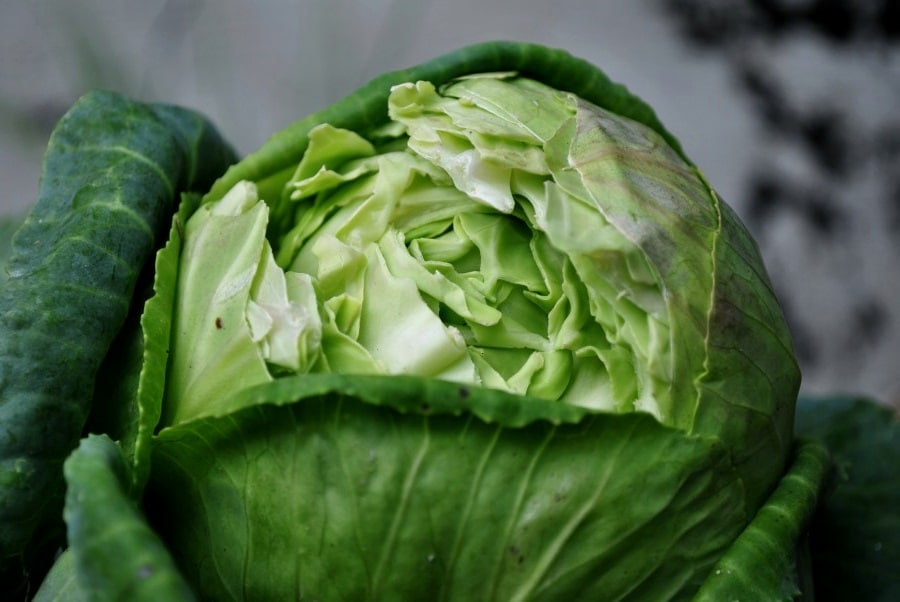 Что делать если лопается капуста на грядке