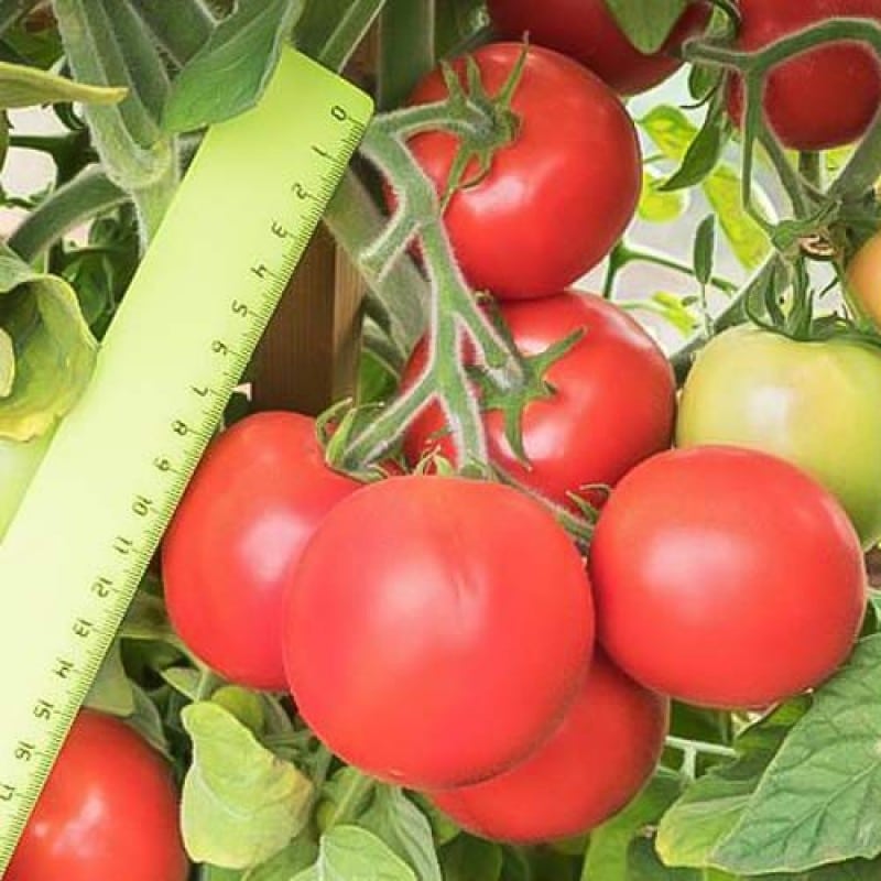 Характеристики и описание томата Пушистик