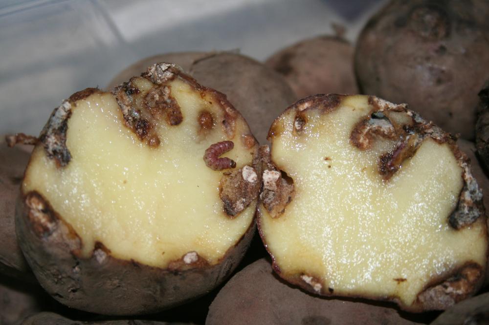 Способы борьбы с проволочником на картофельном поле