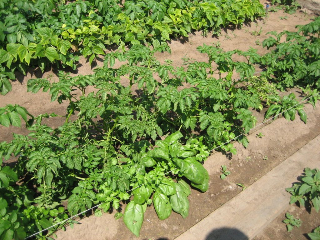 Среднеспелый сорт картофеля Наяда — описание корнеплода