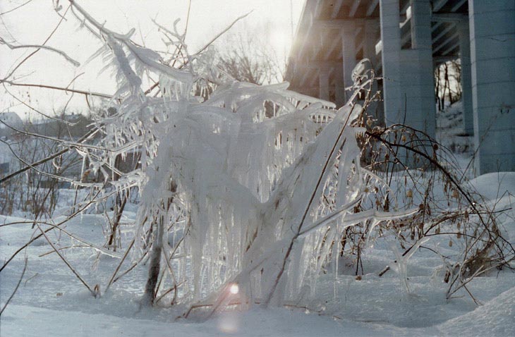 Способы и методы укрытия ежевики на зиму