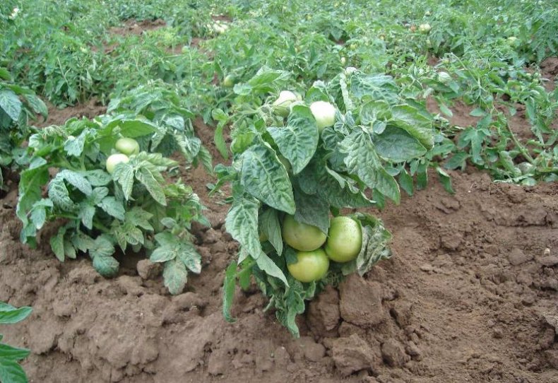 Раннеспелый и низкорослый сорт томата Клуша