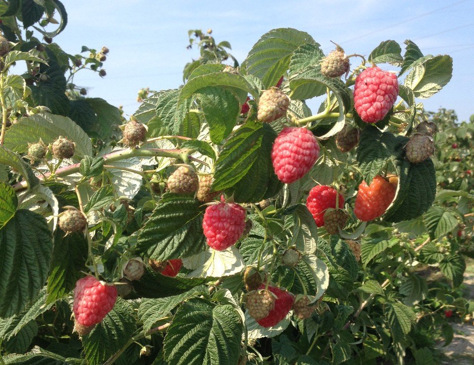 Высокоурожайный ремонтатный сорт малины Зюгана