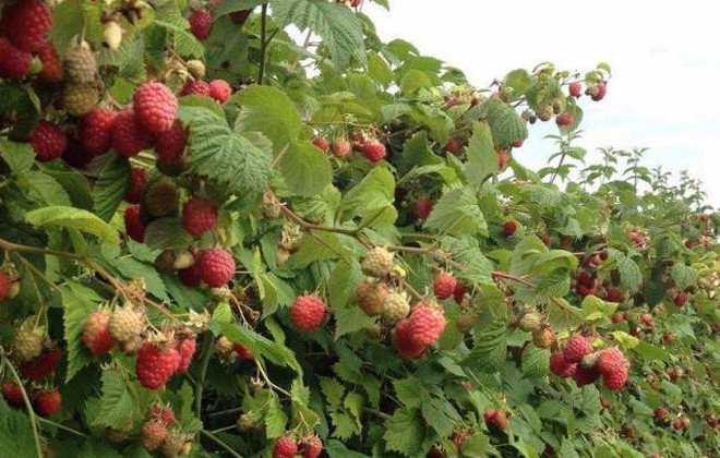 Высокоурожайный сорт малины среднего срока созревания Глен Ампл