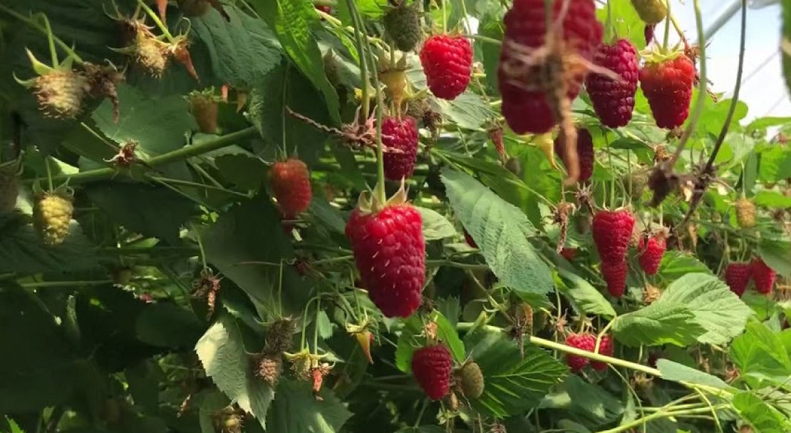 Польский лицензированный десертный сорт малины Пшехиба