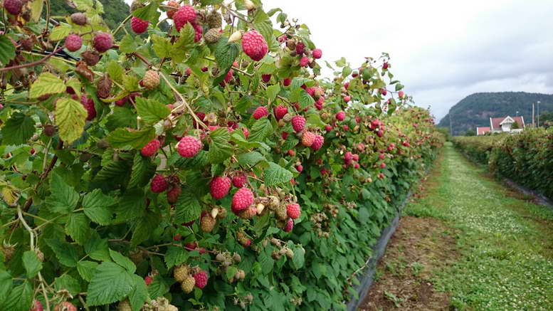 Чем отличается штамбовая малина от обычной