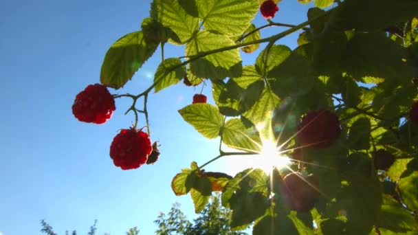 Описание ремонтантного сорта малины Недосягаемая