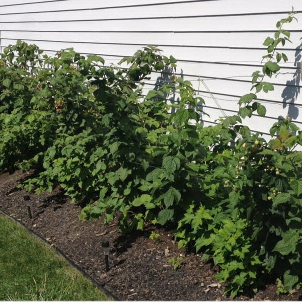 Ранний крупноплодный сорт малины Патриция