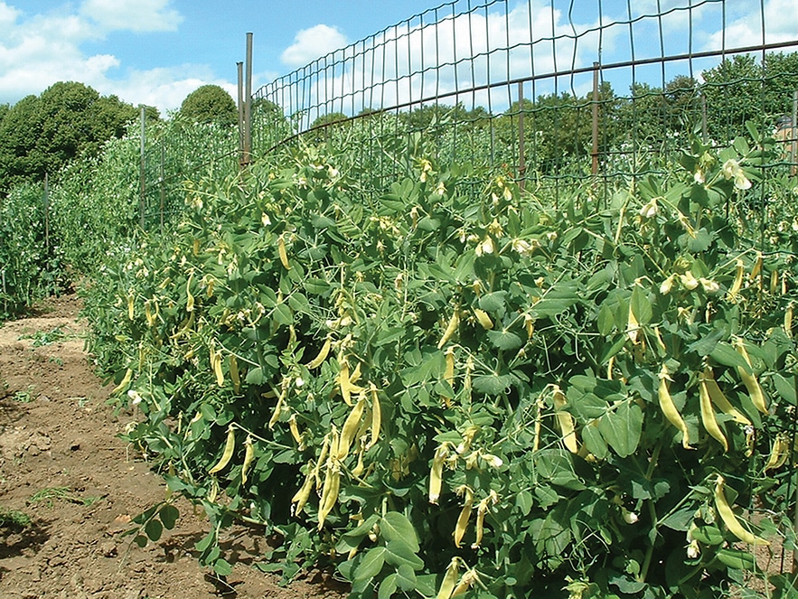 Выращивание и уход за горохом в открытом грунте