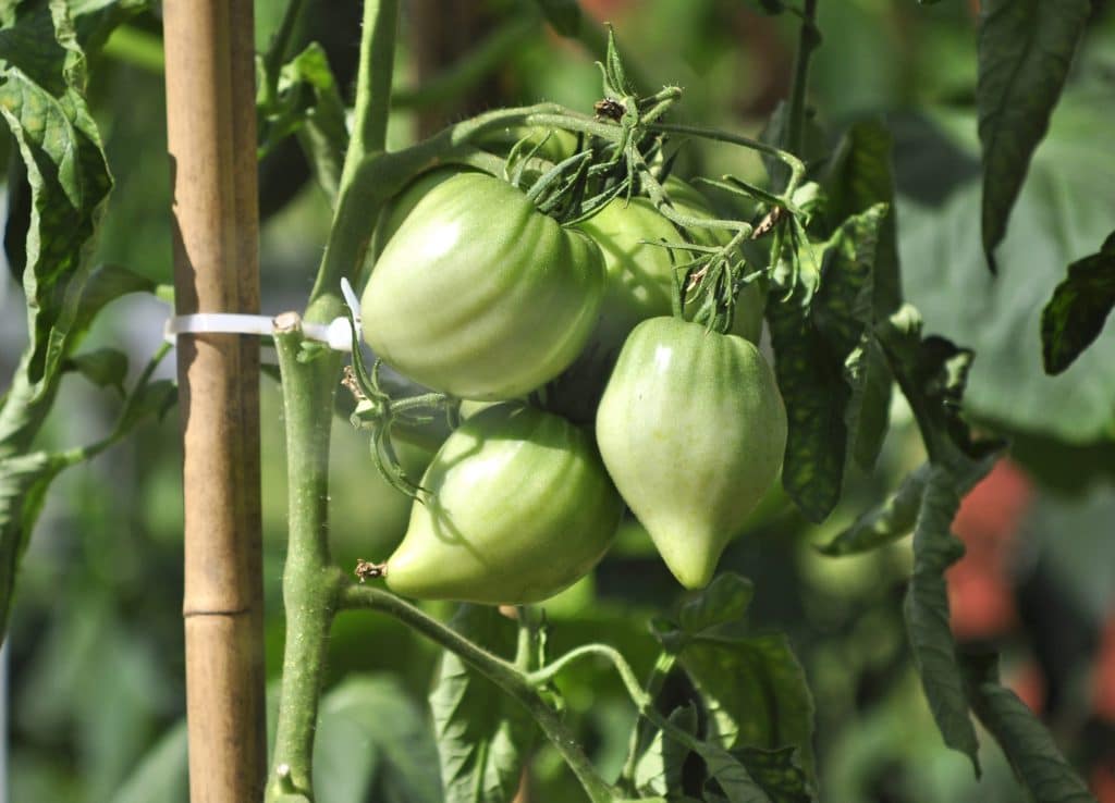 Описание томатов сорта Бычье сердце и его разновидностей