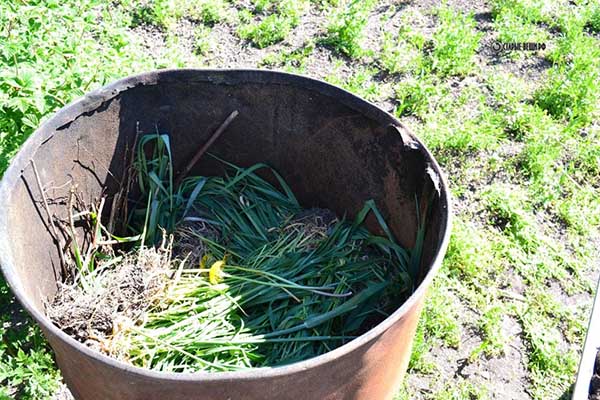 Тонкости выращивания и ухода за огурцами в бочке