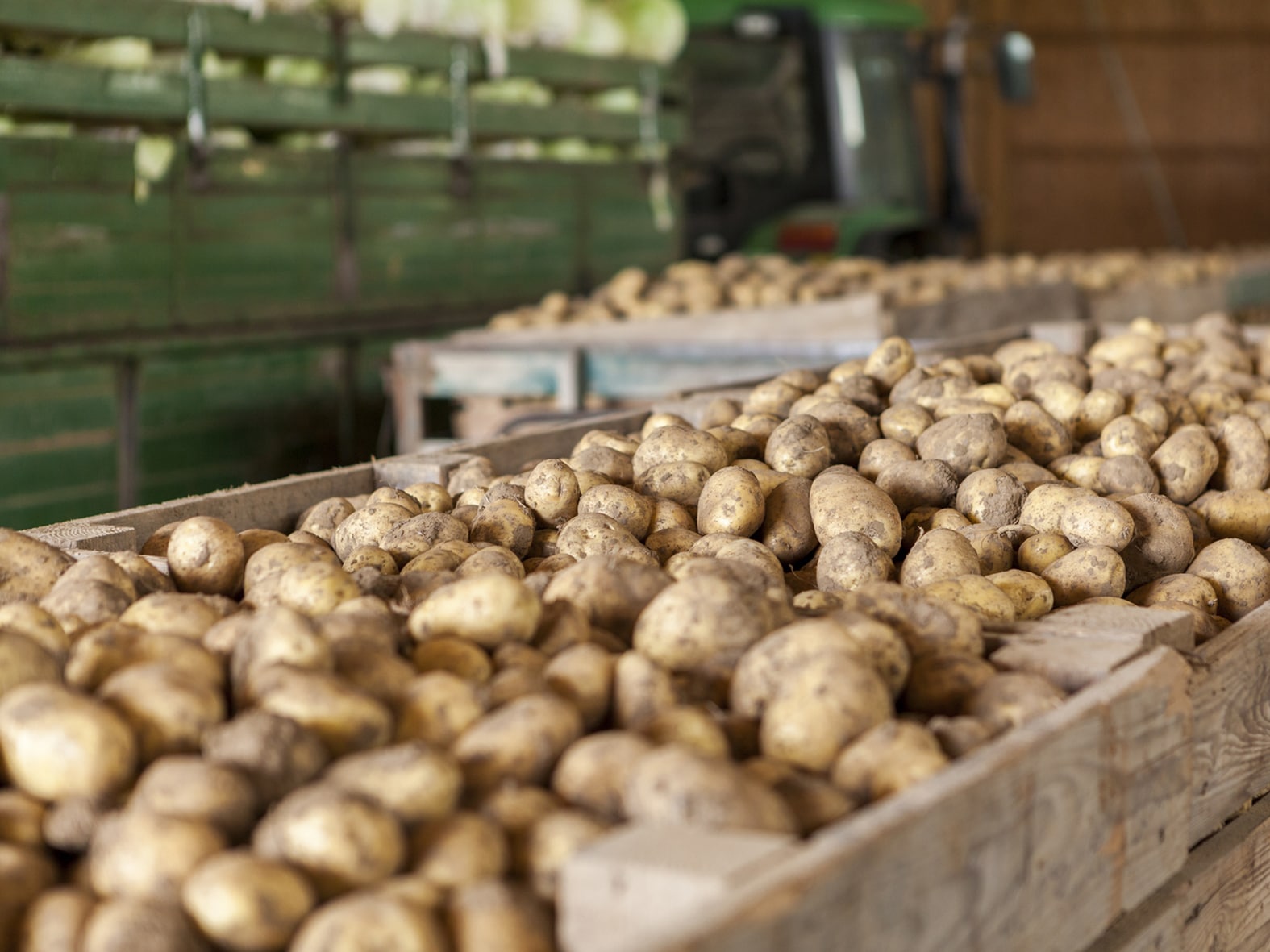 Описание столового сорта картошки Фрителла