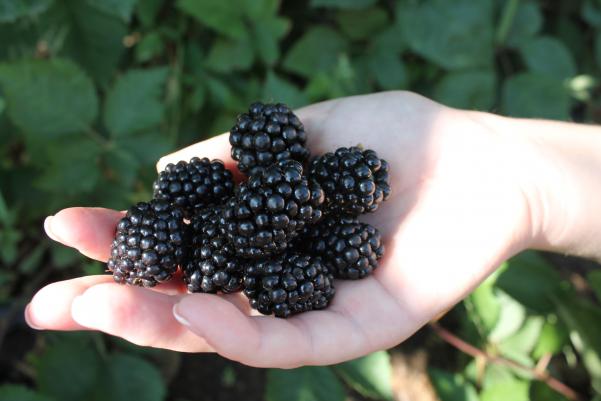 Пряморастущий ремонтантный сорт ежевики Прайм Арк Фридом