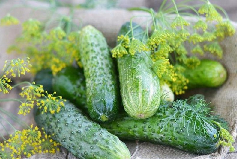 Описание отечественного гибрида огурцов Кураж