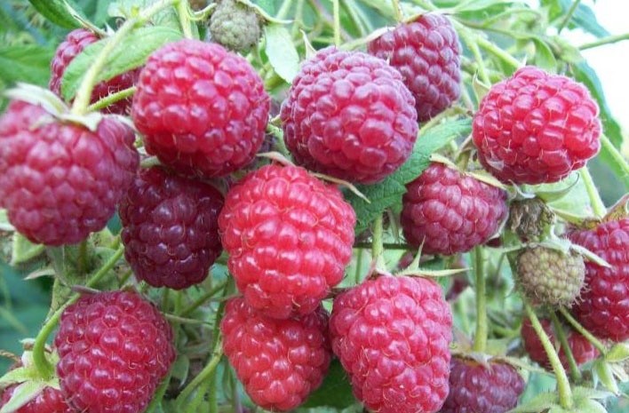 Что такое малиновое дерево и как за ним ухаживать