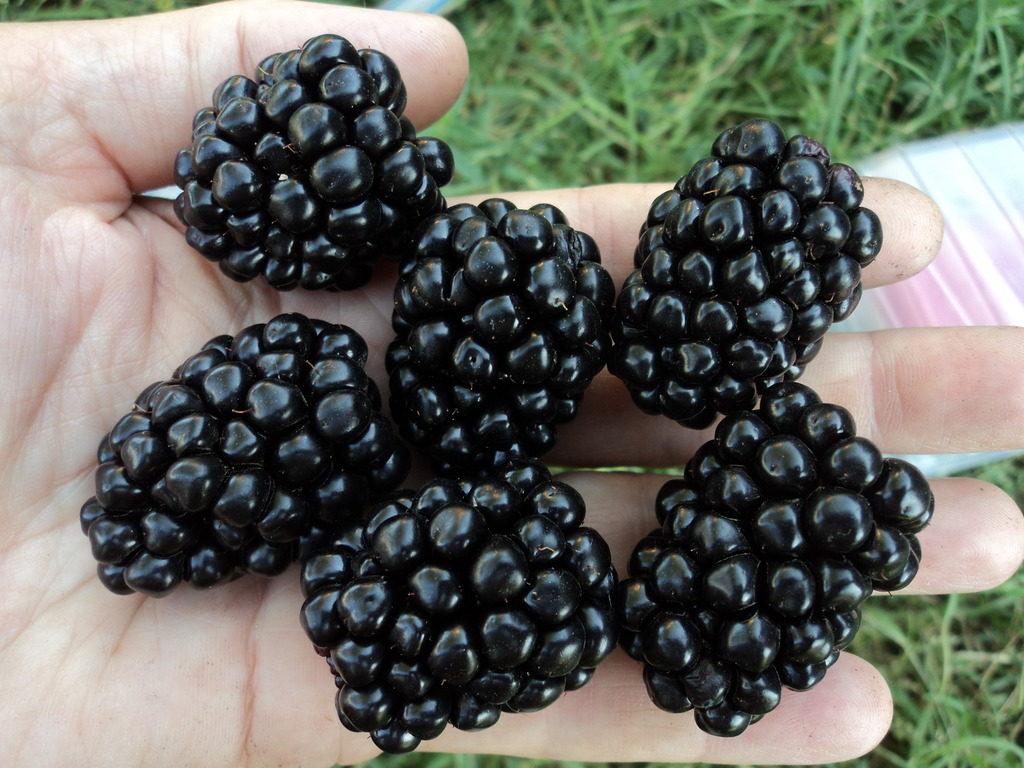 Подробное описание и характеристика сорта Эвергрин Торнлесс