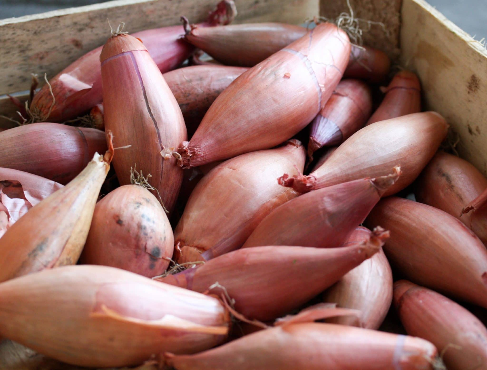 Полезные свойства лука Бамбергера, технология выращивания