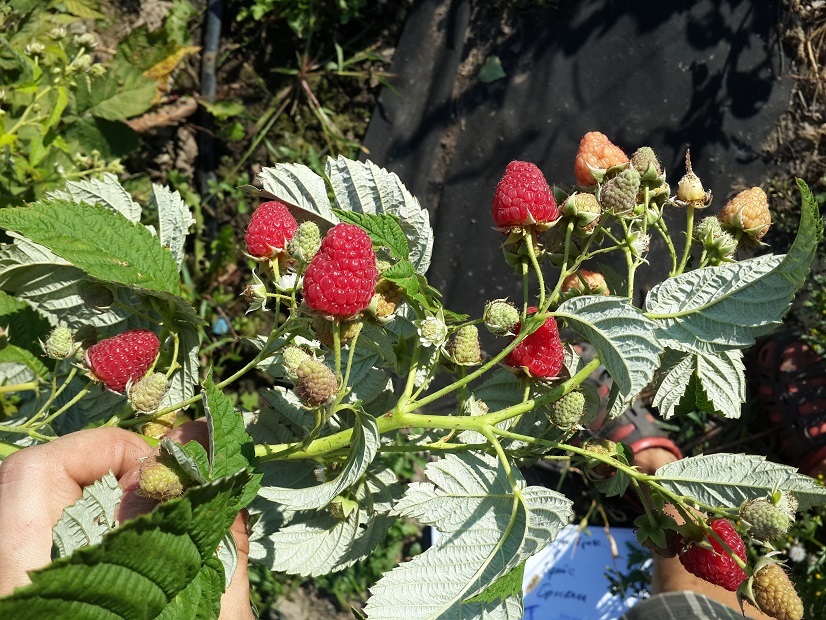 Подробное описание сорта малины Жар-птица