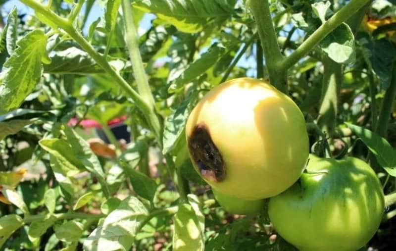 Варианты как бороться с черными пятнами на помидорах
