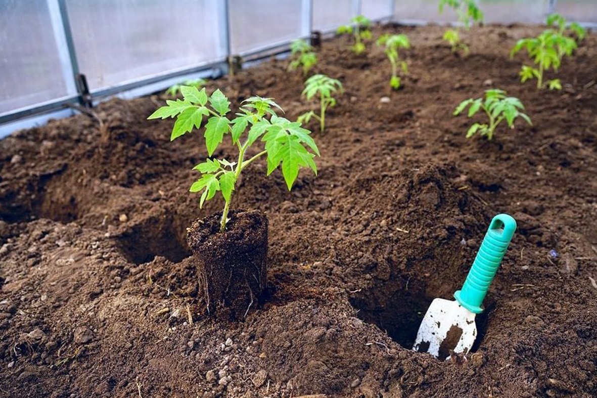 Особенности выращивания и ухода за томатом Батяня